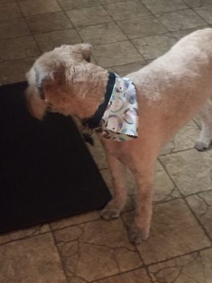 furry friends holistic pet spa