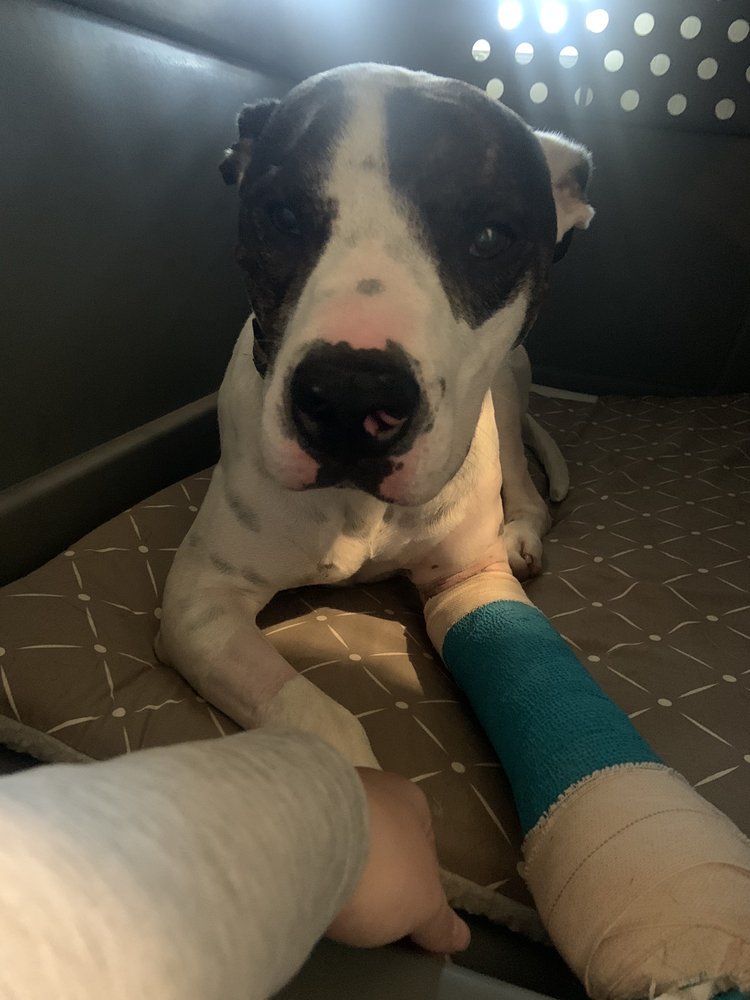 Appleby Sand Road Animal Clinic