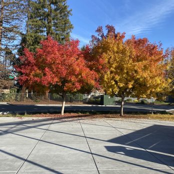 John Mise Park - Foliage. - Parks Near Me - San Jose, California John Mise Park - Foliage. - Parks Near Me - San Jose, California