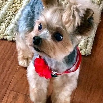 Zen Dog Grooming - Pet Groomers Near Me