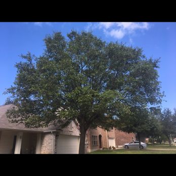 Derks Tree Works - 3 months later - Tree Services Near Me - Austin, Texas Derks Tree Works - 3 months later - Tree Services Near Me - Austin, Texas