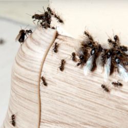 First Strike Pest Elimination