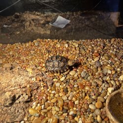 Bermuda Aquatics Exotic Fish and Ponds - Turtle friends