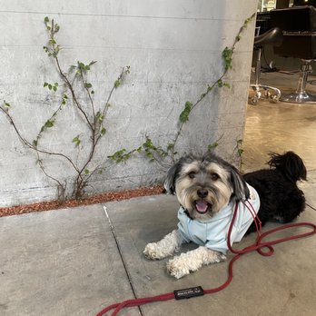 Paw by Paw - Pet Training Near Me