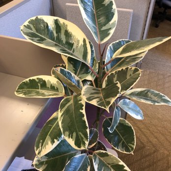 Rainbow - Rubber plant - Nurseries & Gardening Near Me - Rosemead, California Rainbow - Rubber plant - Nurseries & Gardening Near Me - Rosemead, California