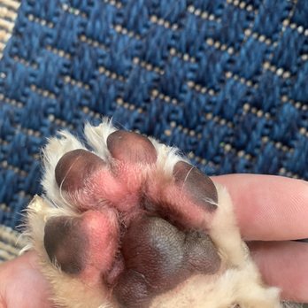 Paws In Time - Burned paw cut too close - Pet Training Near Me - West Chicago, Illinois