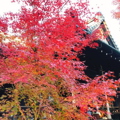 Shōrin-ji Temple by null