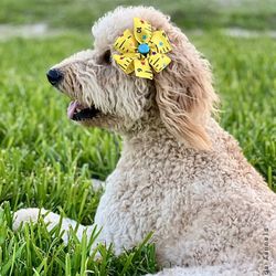 Ingleside Kennels - Maggie