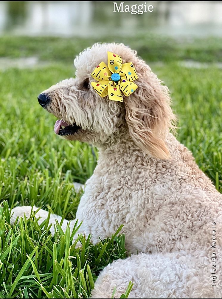 INGLESIDE KENNELS Updated October 2024 140 Photos 2322 Ln