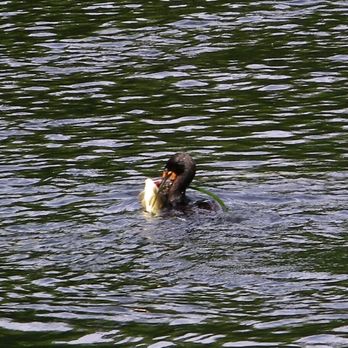 A Cruising Down The River - Cormorant with large meal! - Boat Tours Near Me A Cruising Down The River - Cormorant with large meal! - Boat Tours Near Me