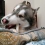 Photo of Pink Paw Pet Sitting