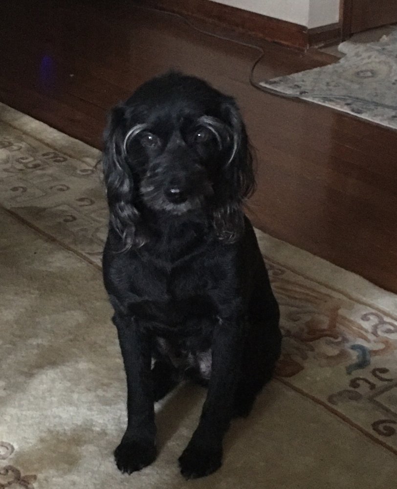 YOUR PETS ANIMAL HOSPITAL Updated October 2024 12 Photos & 16 Reviews 272 Bratton Dr, Hot