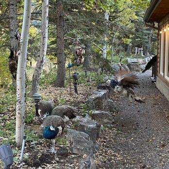 Taggart’s Grill - a group of turkeys in the woods - Burgers Near Me - Morgan, Utah