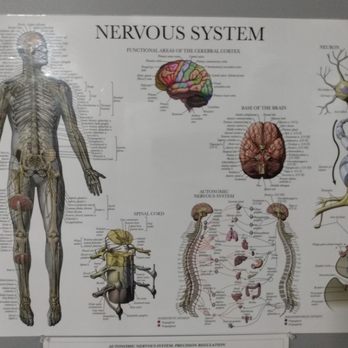 The Healing Place & Massage - Understand Neurologic System : Electrical Impulses / Messages, Perception & Perspective effects on Neurohormonal & Neuroendocrine function. - Reflexology Near Me - Loudon, Tennessee The Healing Place & Massage - Understand Neurologic System : Electrical Impulses / Messages, Perception & Perspective effects on Neurohormonal & Neuroendocrine function. - Reflexology Near Me - Loudon, Tennessee
