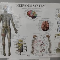 The Healing Place & Massage - Understand Neurologic System : Electrical Impulses / Messages, Perception & Perspective effects on Neurohormonal & Neuroendocrine function.