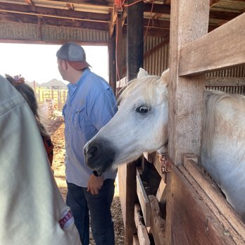 The Patch - Horses - Pumpkin Patches Near Me - Edmond, Oklahoma