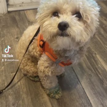 Pampered Puppy - Pet Services Near Me - Conyers, Georgia