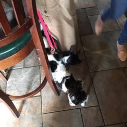 Crown Inn - Dog friendly!