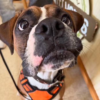 Pet Wants Chicago North - Pet Stores Near Me - Chicago, Illinois Pet Wants Chicago North - Pet Stores Near Me - Chicago, Illinois