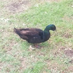 Kenner City Park Pavilion - One of the Chow Clique ducks
