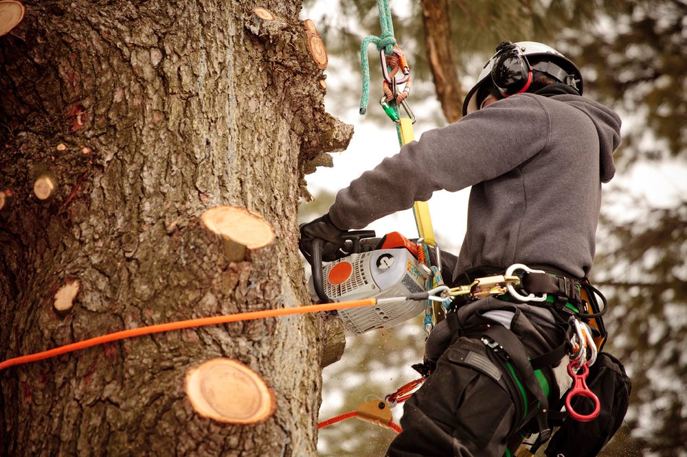 SK Tree Services - tree service in Flushing, NY