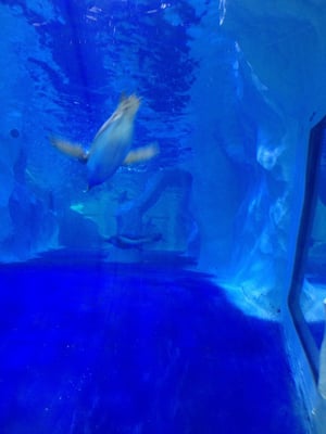 National SEA LIFE Centre Birmingham by null