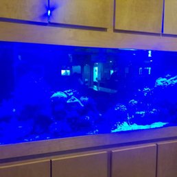 Large Fish Tank