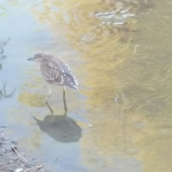 Lindo Lake County Park - Looking for dinner... - Parks Near Me - Lakeside, California