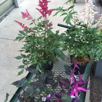 Pine's Garden & Market - Nurseries & Gardening Near Me - Lawrence, Kansas Pine's Garden & Market - Nurseries & Gardening Near Me - Lawrence, Kansas
