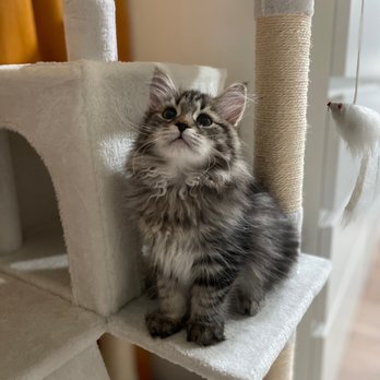 Siberian Beauty - Pet Breeders Near Me Siberian Beauty - Pet Breeders Near Me