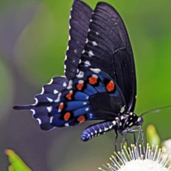 Blue Butterfly Hair Salon