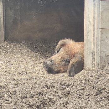Hancock Shaker Village - Big old piggy - Museums Near Me - Pittsfield, Massachusetts