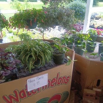 Cindy's Produce - Plants - Grocery Near Me - Virginia Beach, Virginia Cindy's Produce - Plants - Grocery Near Me - Virginia Beach, Virginia