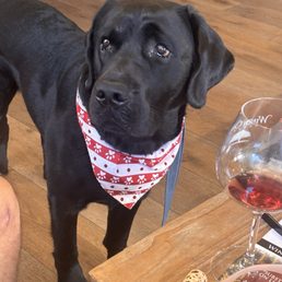 great wine and dog friendly great wine and dog friendly