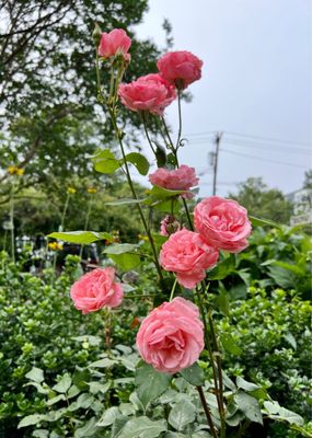 McGill Rose Garden by null