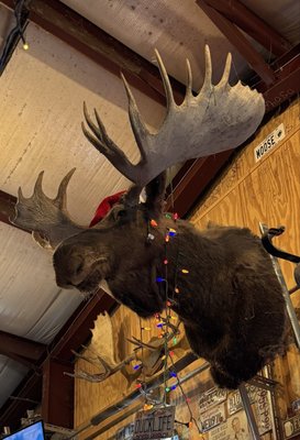 Tattooed Moose, Johns Island, SC by null