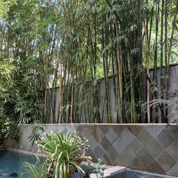 Houston Bamboo Nursery - Before maintenance. Notice the back corner of the pool had lots of overhang. - Nurseries & Gardening Near Me - Houston, Texas