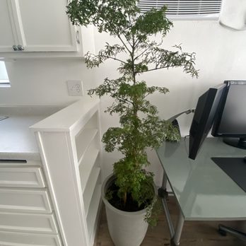 Rainbow - Ming Aralia - Nurseries & Gardening Near Me - Rosemead, California
