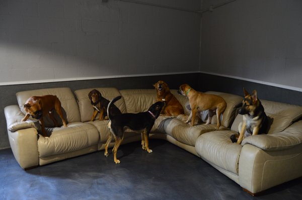 Love My Dog Resort & Playground
