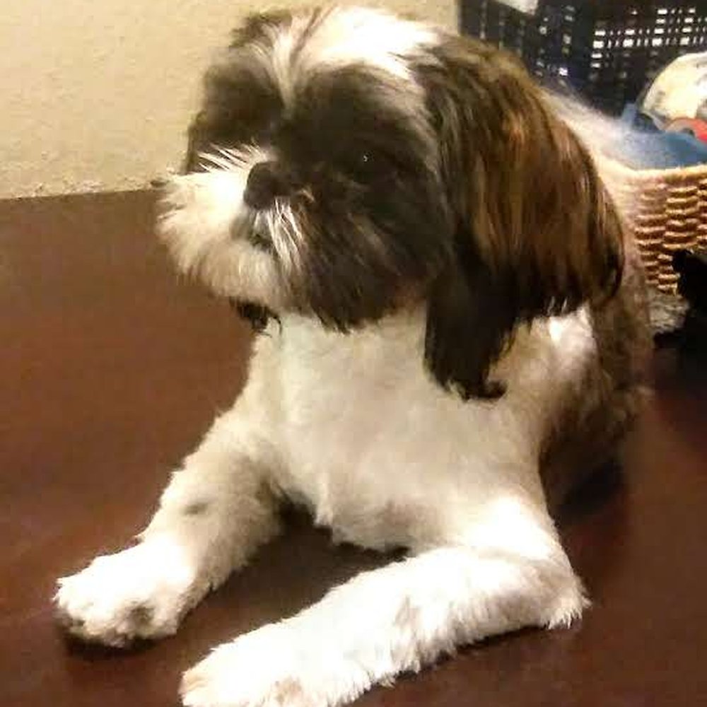 Petco - Love being washed & groomed by my BRITTANY!! - Pet Stores Near Me - Houston, Texas