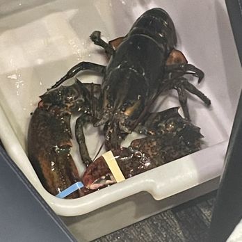 Jumbo Lobster Restaurant - Lobster - Seafood Near Me - Richmond Hill, Ontario