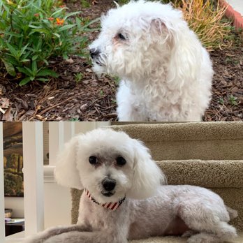 Zen Pet Grooming - Fluffy, before and after. - Pet Groomers Near Me - Placentia, California Zen Pet Grooming - Fluffy, before and after. - Pet Groomers Near Me - Placentia, California