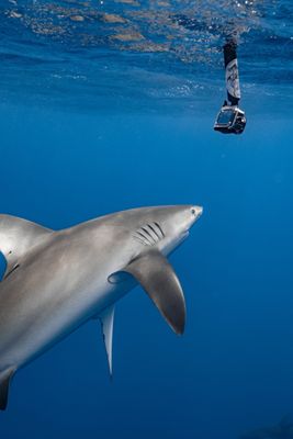 One Ocean Diving by null