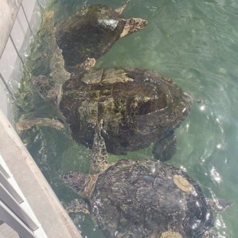 The Turtle Hospital - Permanent residents - Veterinarians Near Me - Marathon, Florida The Turtle Hospital - Permanent residents - Veterinarians Near Me - Marathon, Florida