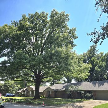 Rafael's Tree Service - Another shot of the final job on front oak tree.   Another Oak and Gum completed the same day.    Job well done. - Tree Services Near Me - Tulsa, Oklahoma