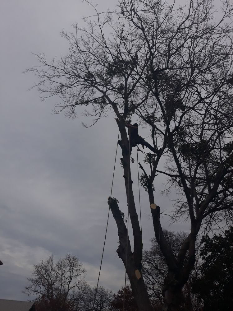 Alvarez Tree Care - tree service in Fort Worth, TX