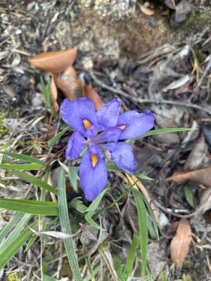Cheaha State Park by null