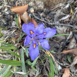 Cheaha State Park - Spring on the Mountain