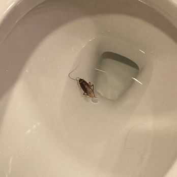 Somerset Apartment Homes - Cockroach I killed in my shower. - Apartments Near Me - Irvine, California Somerset Apartment Homes - Cockroach I killed in my shower. - Apartments Near Me - Irvine, California