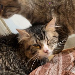Dogwood Vet Hospital - Stony and honey